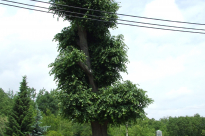 DSCF9976